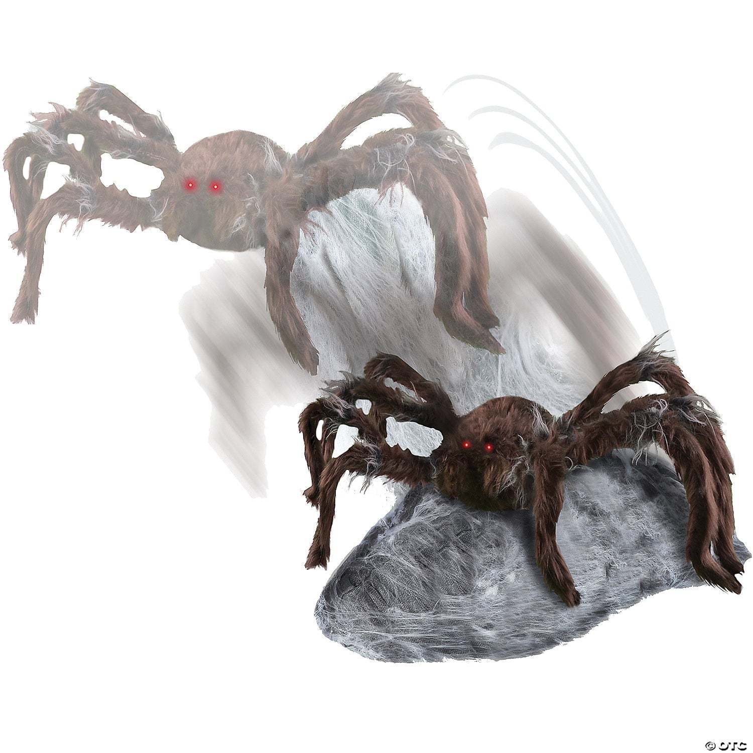 Jumping Spider Brown