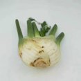 thumbnail image 1 of SHIQI-Florence Fennel Herb Culinary Heirloom Seeds, 200 Seeds, 1 of 4