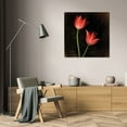 thumbnail image 3 of Rick Filler 15x15 Gallery Wrapped Canvas Wall Art Titled - Species Tulips, 3 of 4