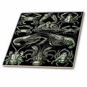 3dRose Crabs Lobster Crawfish Sketch From Famous 1800s Biologist - Ceramic Tile, 8-inch