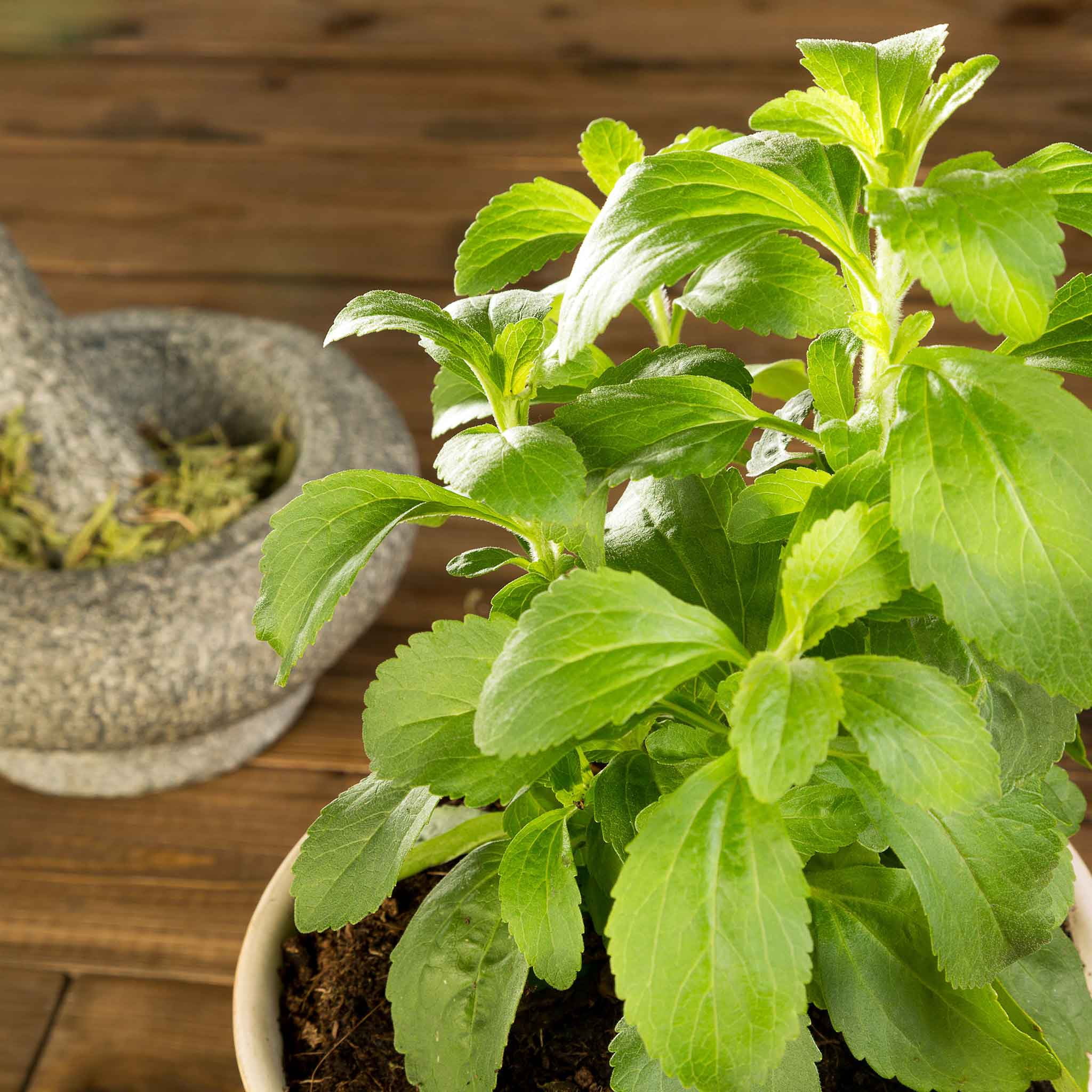 Eden Brothers Stevia Seeds - Sweetie Star