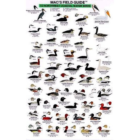 Mac's Field Guides: Northwest Coast Water Birds