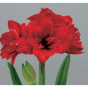 Double Dragon Amaryllis Bulb, Nice size bulb!. Great for Winter Forcing! Wonderful and unique gift!