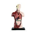 thumbnail image 1 of DIY Mannequin 3D Human Body Model Torso Model Educational Assembly Early Learning Kids Toys Skeleton Anatomy Organ Teaching Tool A, 1 of 6