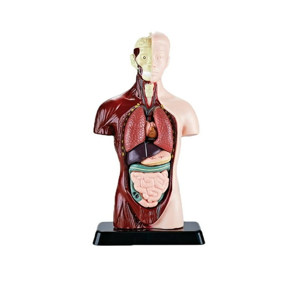 DIY Mannequin 3D Human Body Model Torso Model Educational Assembly Early Learning Kids Toys Skeleton Anatomy Organ Teaching Tool A