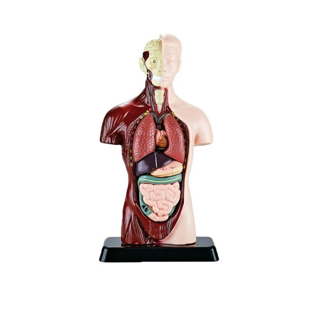 DIY Mannequin 3D Human Body Model Torso Model Educational Assembly Early Learning Kids Toys Skeleton Anatomy Organ Teaching Tool A