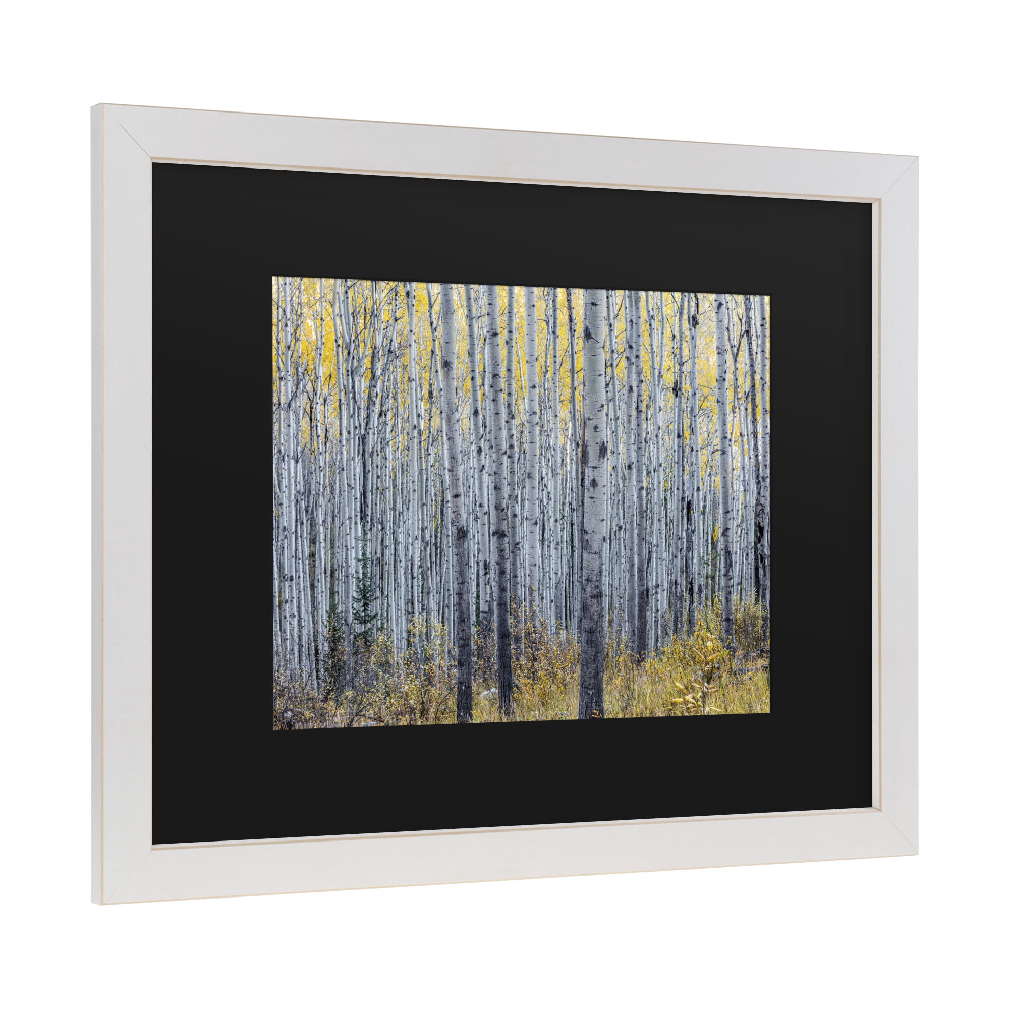 Trademark Fine Art 'Forest of Aspen Trees' Canvas Art by Pierre Leclerc