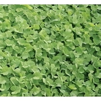 Dibbs Seed Dalkeith Subterranean Clover Plant Seed, Early Season Maturity