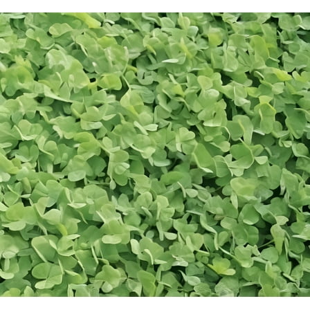 Dibbs Seed Dalkeith Subterranean Clover Plant Seed, Early Season Maturity