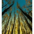thumbnail image 3 of Forest Duvet Cover Set, Rural Scenery with Trees Reaching out to Sky at Sunrise Nature Pastoral Image, Decorative 2 Piece Bedding Set with 1 Pillow Shams, Twin Size, Yellow Blue Black, by Ambesonne, 3 of 3