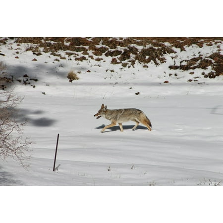 - Laminated Poster Winter Nature Coyote Animal Wildlife Snow Poster Print 11 x 17