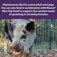 thumbnail image 4 of Mazuri Mini Pig Active Adult Food Complete Nutrition Supplements Minerals 25lbs, 4 of 5