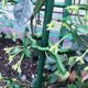 thumbnail image 1 of NUOLUX 60Ud Pinzas Soporte Para Plantas Trepadoras Y En Jardín Color, 1 of 7