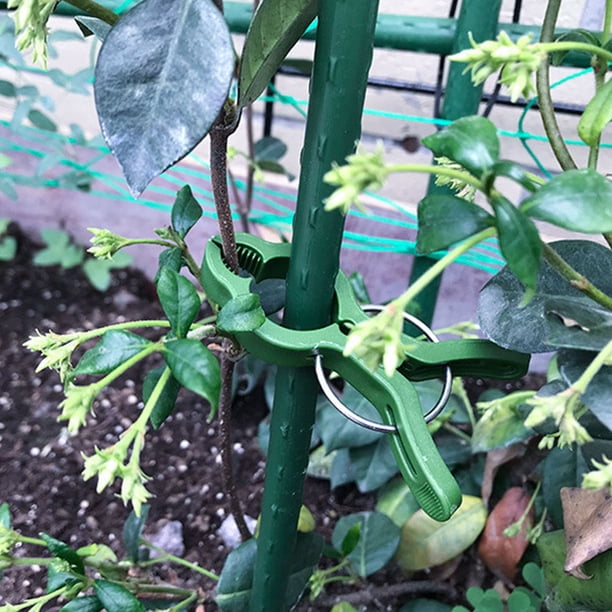 NUOLUX 60Ud Pinzas Soporte Para Plantas Trepadoras Y En Jardín Color