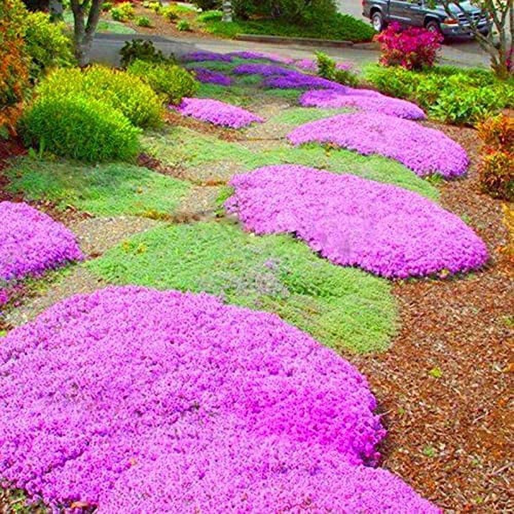 1000 Pcs Magic Carpet Creeping Thyme Ground Cover Creeping Thyme Seeds ...