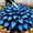 Blue-black, variant on `Hosta,Easy‑Grow Low Maintenance Perennial, Suitable for Garden Beds, Borders, Pots and Planters`