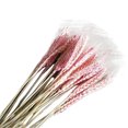 thumbnail image 1 of Bangcool Décor de Blé Naturel Décoratif 100 Pcs Épi de Blé Simple Fleur de Blé Séchée Tige de Blé, 1 of 10