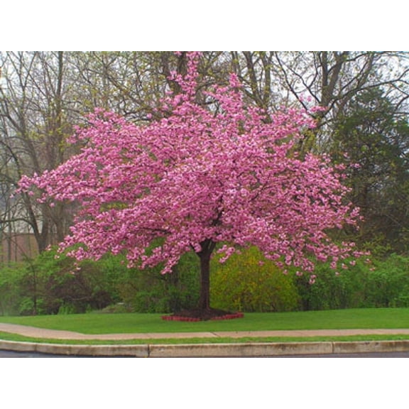 5 Stella Cherry Tree Seeds