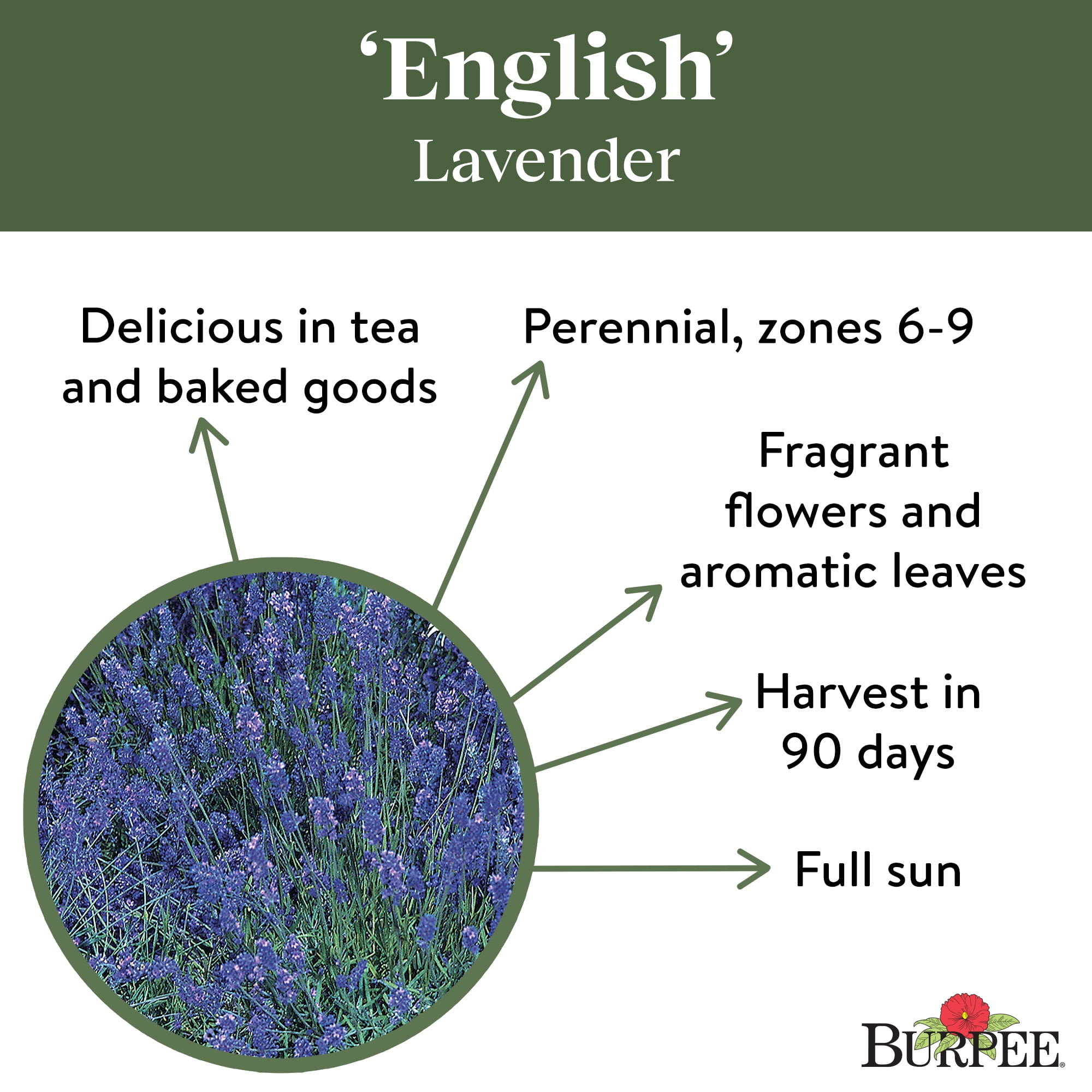 Types of Lavender Plants and Lavender Companion Plants - Burpee