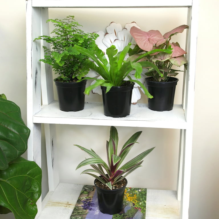 Altman Plants 4.25 in. Foliage. Asst (4-Pack)