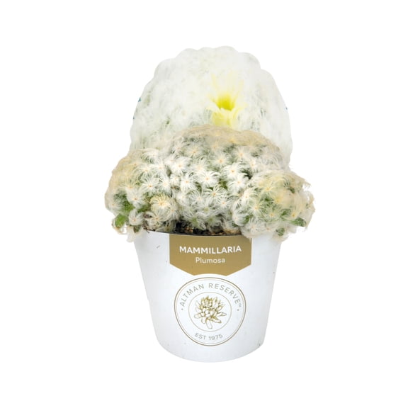 Altman Reserve Rare Unique Mammillaria Single Succulent in 3" Wrap Pot (1 Count)