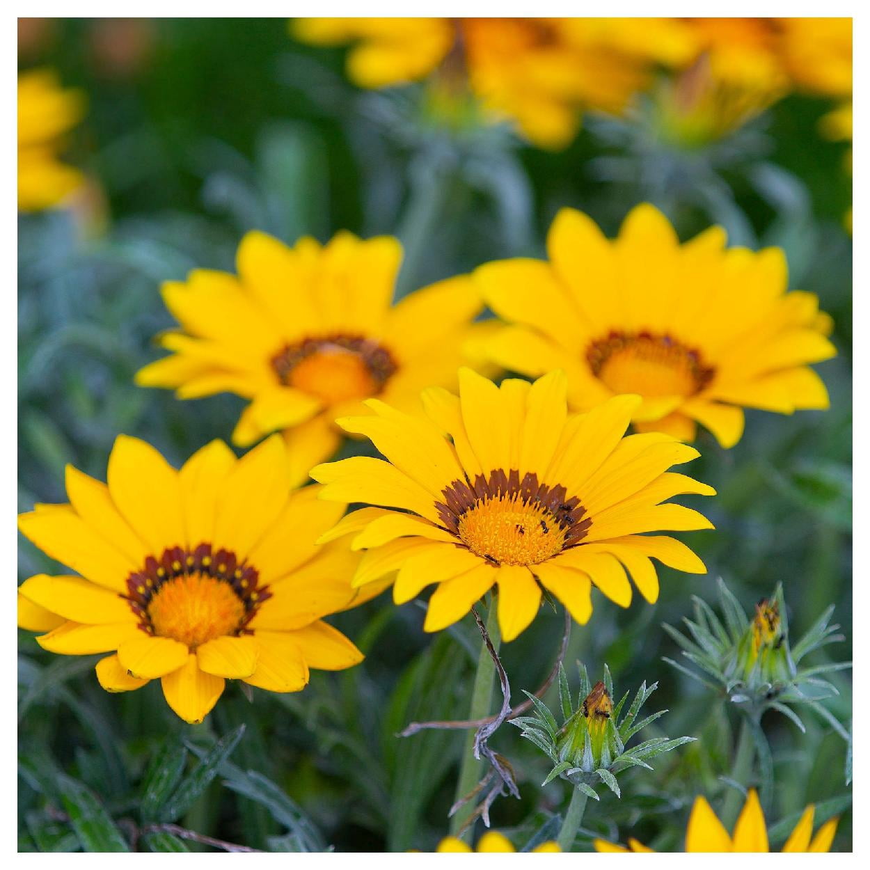 Everwilde Farms - 1/4 lb Gazania Garden Flower Seeds - Gold Vault Bulk Seed Packet