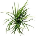thumbnail image 2 of Mondo Grass (5-8 Inches, 2 Inch Pot) Live Aquarium Plants BUY2 GET1 FREE, 2 of 3