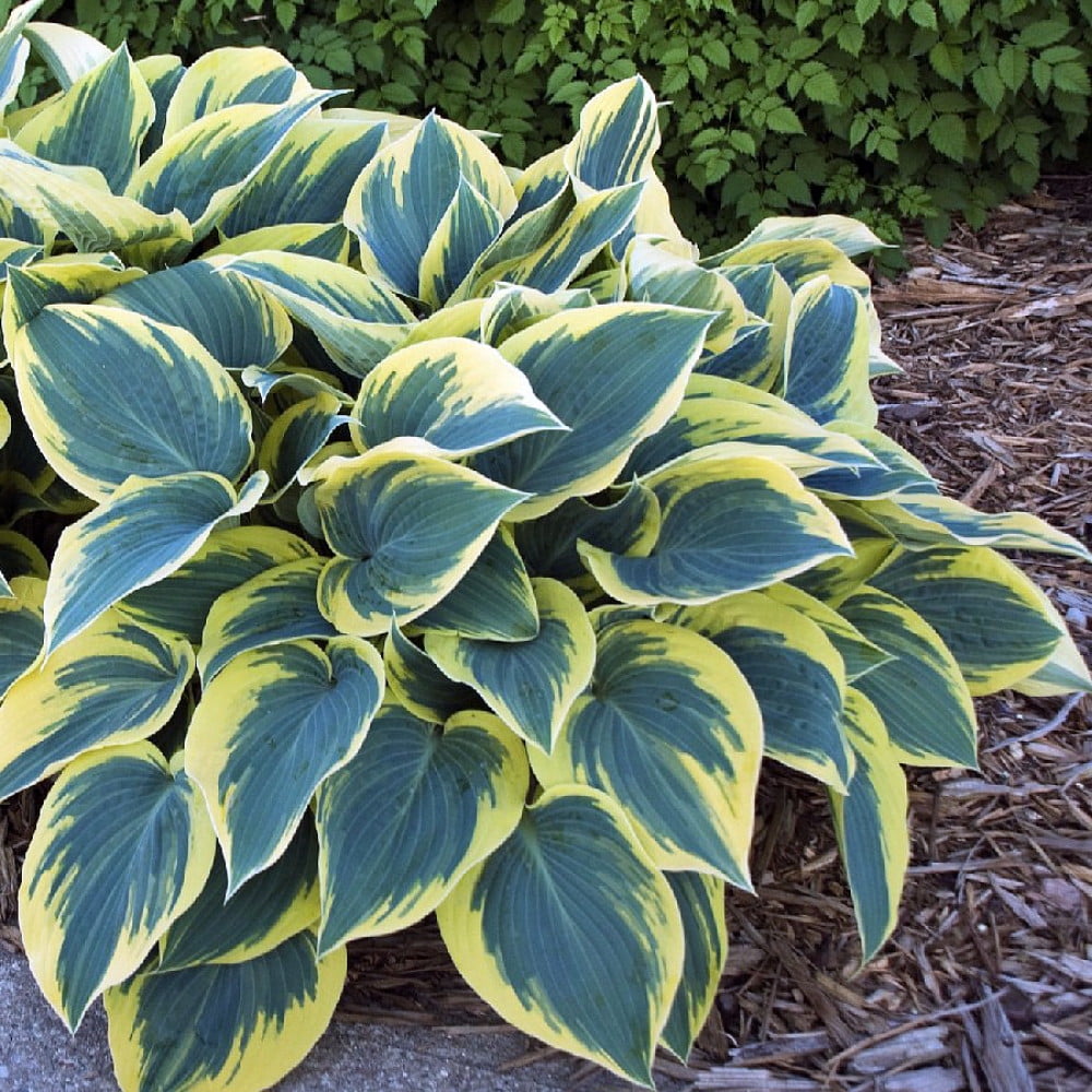 First Frost Hosta Shade Perennial Quart Pot Walmart