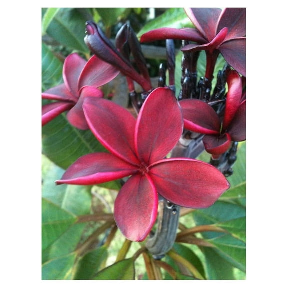 Red Rare Live Hawaiian Plumeria Plant Cutting 8-12 inch A5 Full Sun