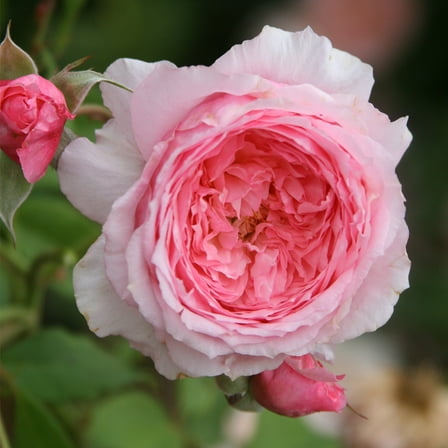 Heirloom Roses Live Plants - Lady Heirloom™ Pink Rose Bush - Plants For Garden