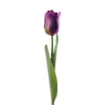 thumbnail image 2 of Bone Dry CAMZ33630S Tulipe de Fleurs&44; Violet - Lot de 4, 2 of 3