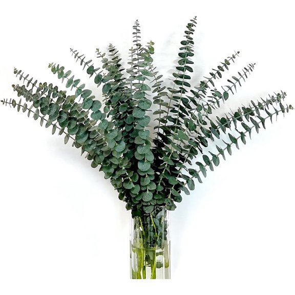 Set of 20Dried Eucalyptus Stems,Natural Dried Eucalyptus,Eucalyptus Leaf Dried Flower Bouquet,Preserved Shower Plant,Artificial Flowers Arrangement,for Home Wedding Birthday Party Vase