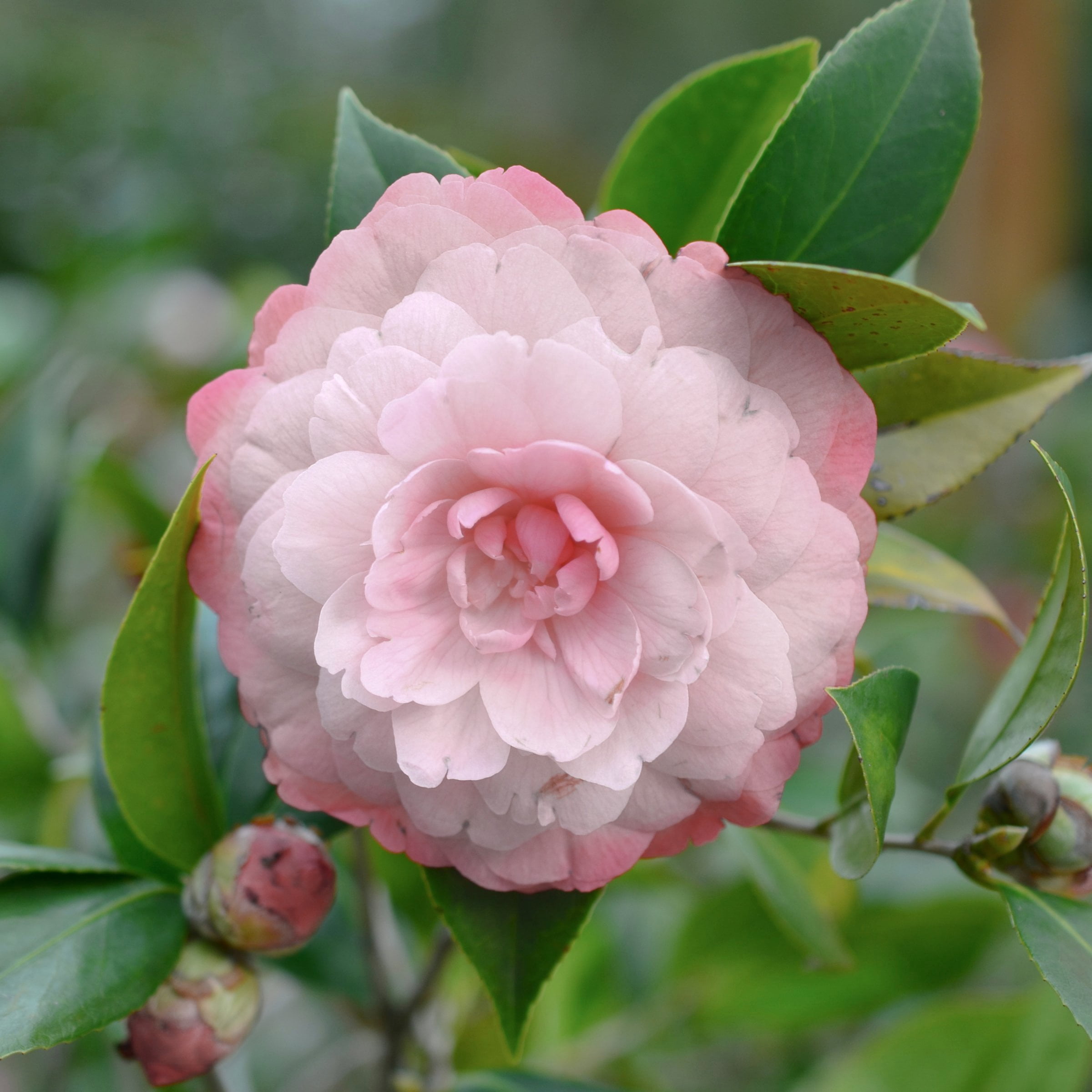 National Plant Network 1 gal. Camellia Japonica Jerry Donnan Shrub