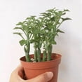 thumbnail image 3 of Senecio Articulatus Candle Plant - 4 inch, 3 of 4