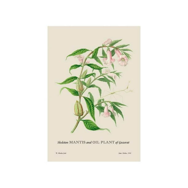 Skeleton Mantis And Oil Plant Of Guzerat Print Unframed Paper Print 20x30 Walmart Com Walmart Com