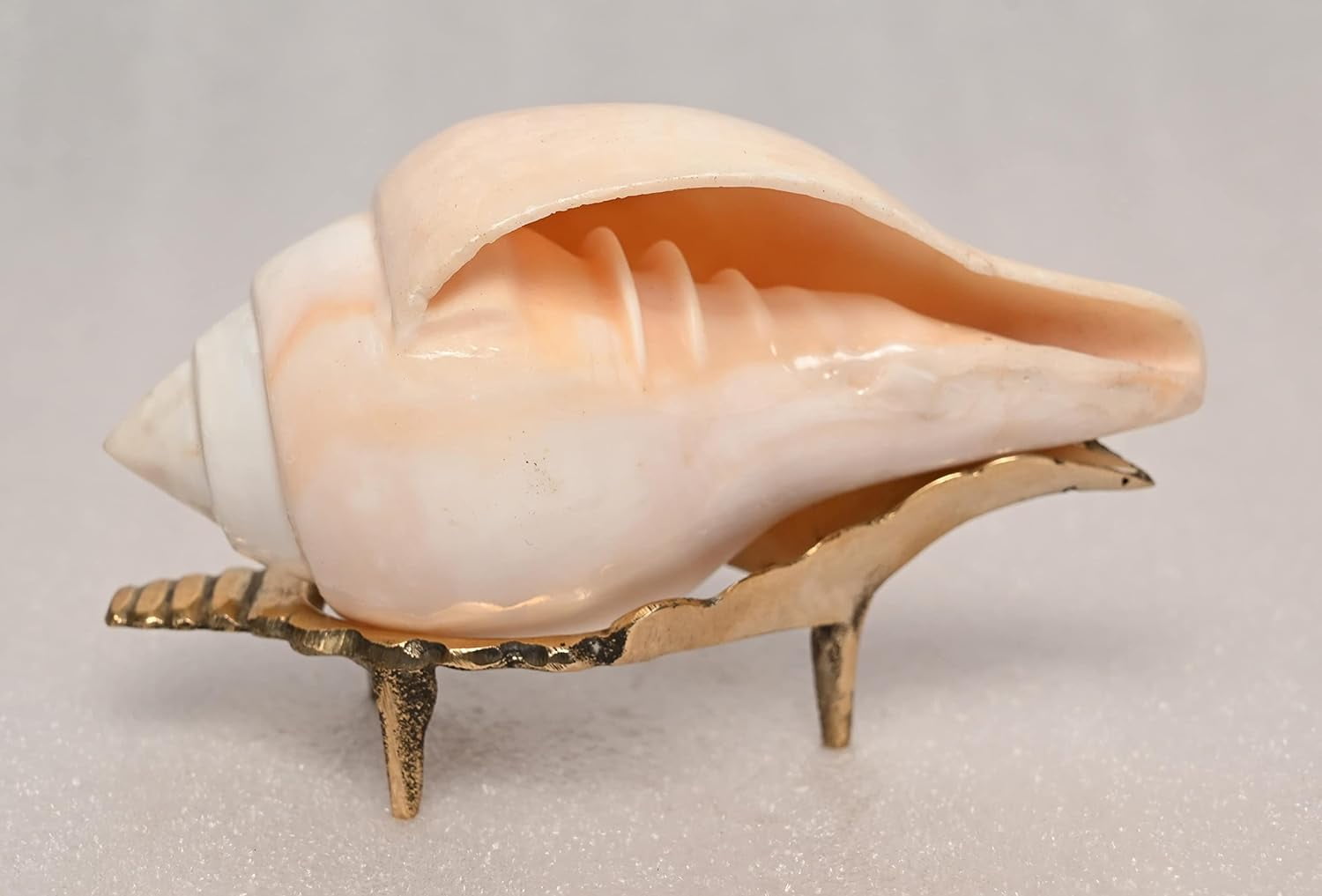 Puja Jal Shankh | Original Conch Shell, Pooja Jal Shankha