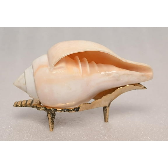 Natural Vamavarti Non Blowing Shankh with Stand for Home | Pooja | Gifting & Decor { 10-13 cm }  By Indian Collectible