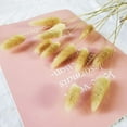 thumbnail image 4 of 100pcs Dried Natural Oval Lagurian Flowers for Home Decor, 4 of 4
