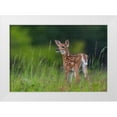 thumbnail image 1 of Kalathas, Nick 32x23 White Modern Wood Framed Museum Art Print Titled - Spring Fawn, 1 of 4