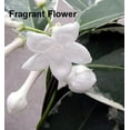 thumbnail image 4 of Rare Creme & Green Madagascar Jasmine 4" Pot - Stephanotis, 4 of 4