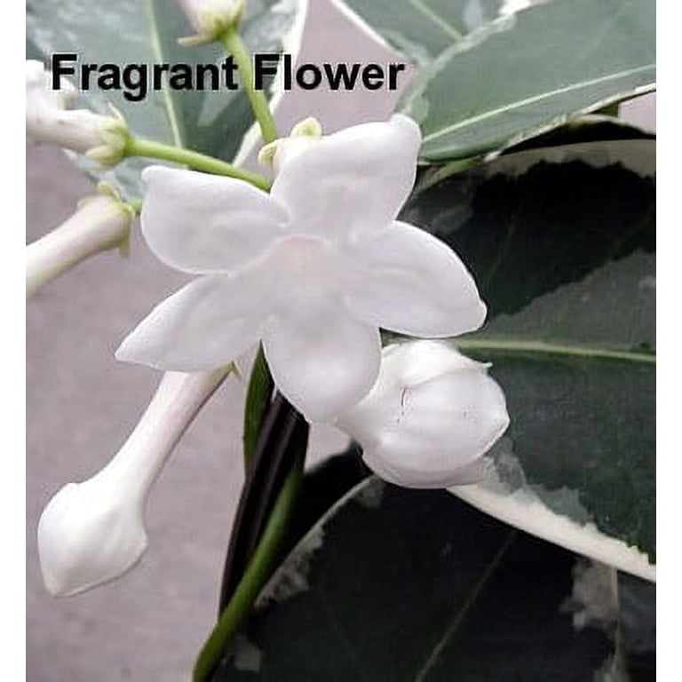 Rare Creme & Green Madagascar Jasmine 4" Pot - Stephanotis - Walmart.com