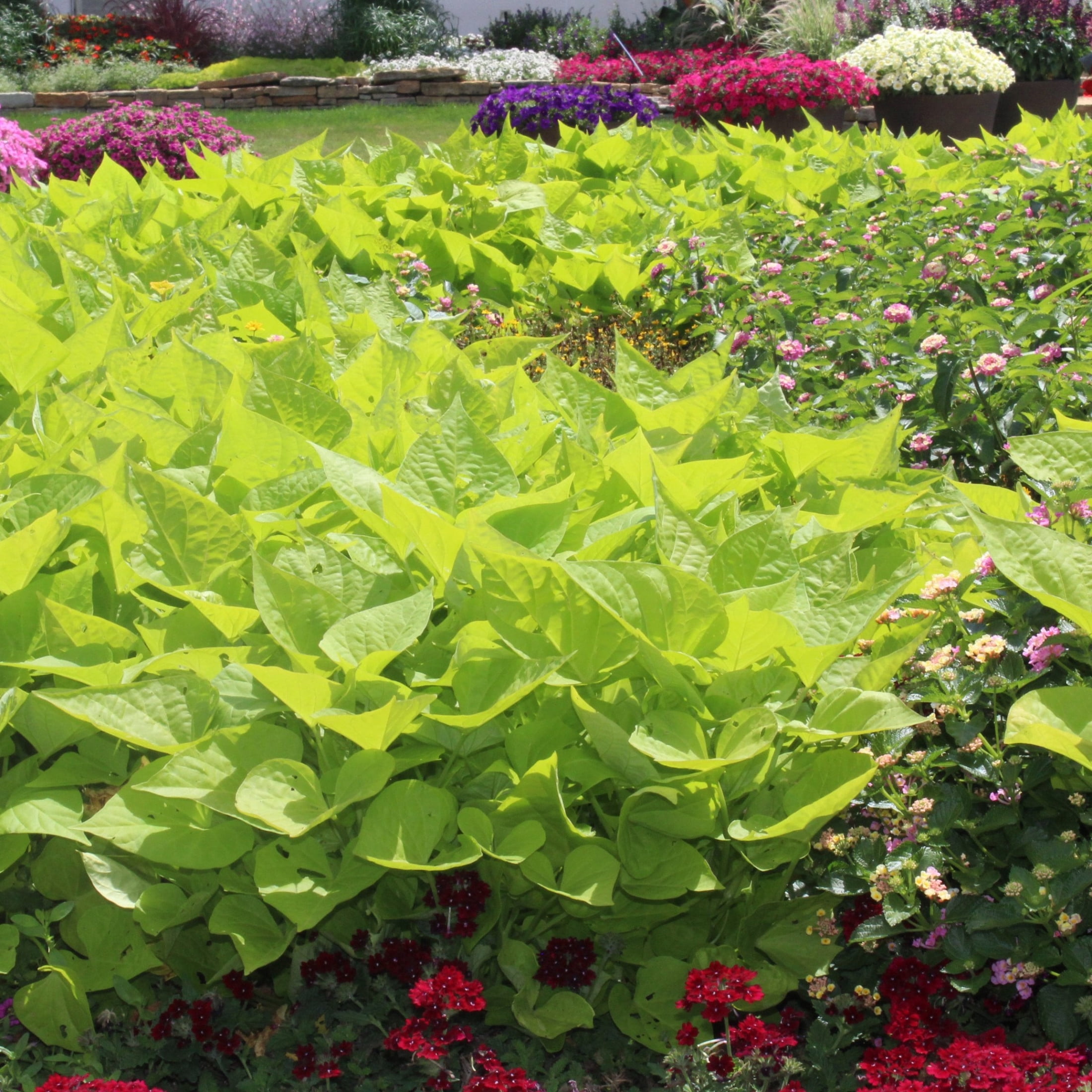 Proven Winners 4" Sweet Caroline Sweetheart Lime Sweet Potato Vine Live Plant in 4.25" Pot (4 Count)