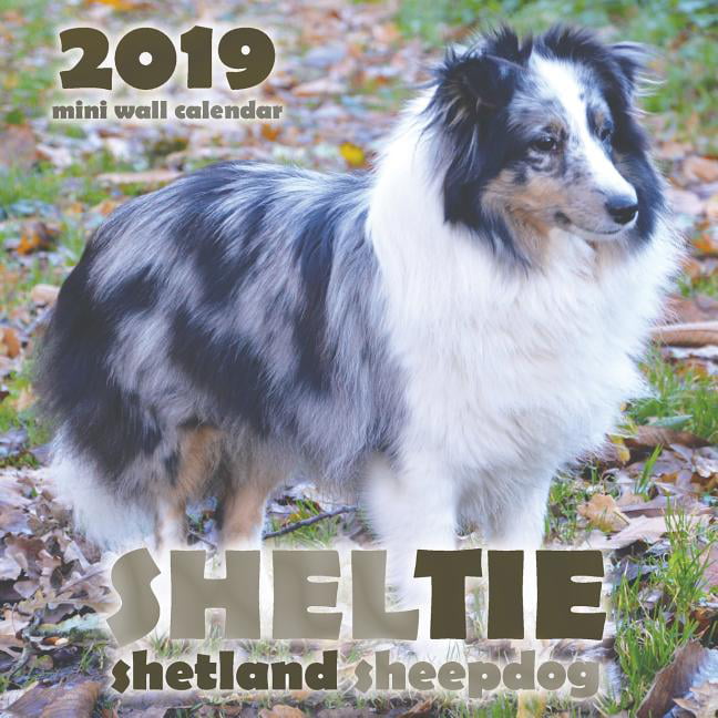 Sheltie : Shetland 2019 Mini Wall Calendar (Paperback) - Walmart.com