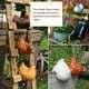thumbnail image 4 of Moyic de pollo 2021, escalera de sujeción, artesanía de resina de gallina, adornos de resina de de sujeción, escalera de jardín, Barra de herramientas Naranja Moyic HA006821-04B, 4 of 6