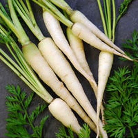Carrot Lunar White Great Heirloom Vegetable by Seed Kingdom 1 Oz Seeds