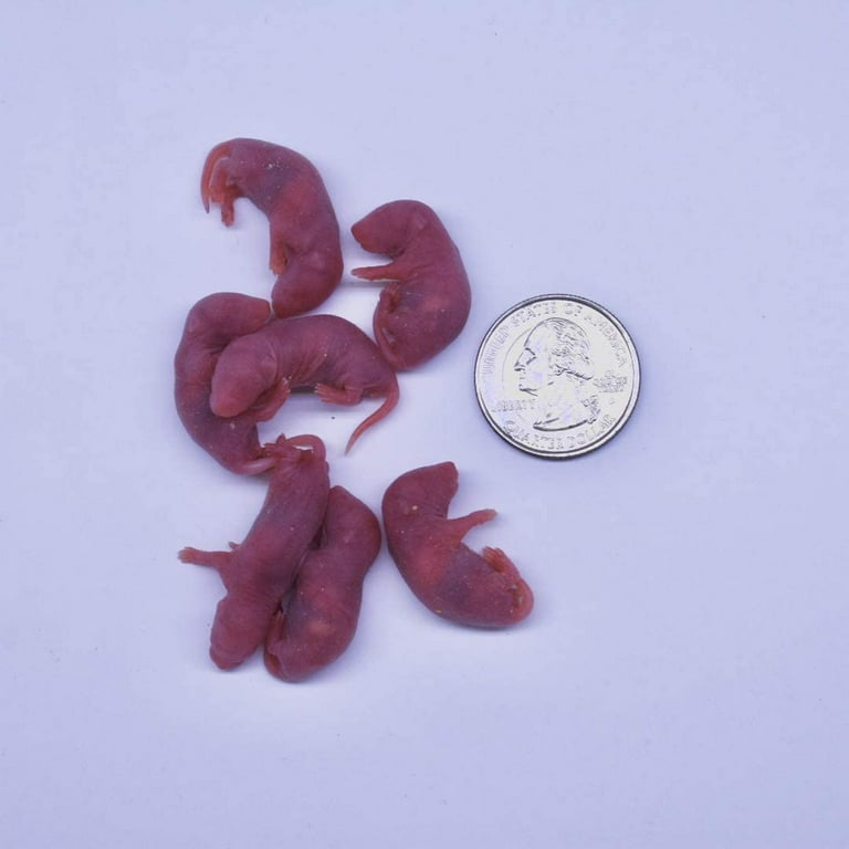 MiceDirect Frozen Mice Combo Pack of 150 Small Pinkie Pinkie