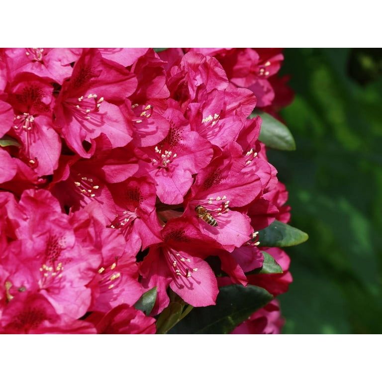 RedCrocus Rhododendron 'Nova Zembla' Evergreen Shrub with Lavender-Pink  Bell-Shaped Flowers, Suitable for Shaded Gardens and Containers 3 Gallon -  Walmart.com