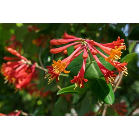 Major Wheeler Honeysuckle Vine - Perennial - Lonicera - 2.5" Pot - Fragrant