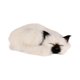 thumbnail image 2 of Lindo juguete de peluche de gato, cómodo y suave, decoración del hogar realista. Blanco, 2 of 9