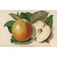 thumbnail image 2 of Apple Cultivar, Washington, Malus Domestica Poster Print By ® Florilegius Mary Evans (24 X 18), 2 of 4